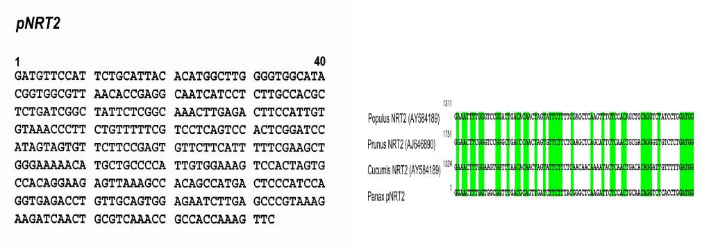 pNRT2 gene expression