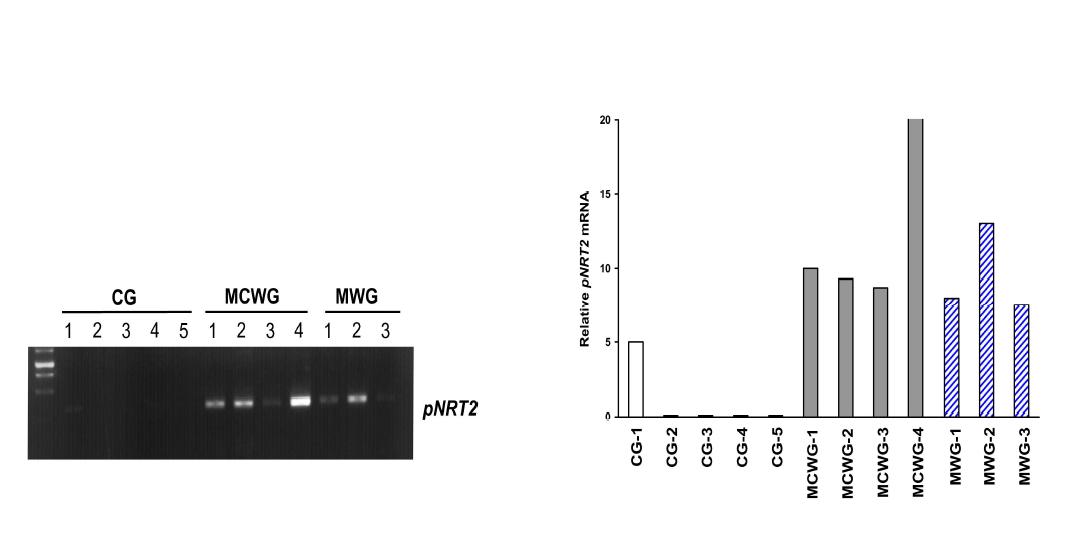 Gene expression of pNRT2