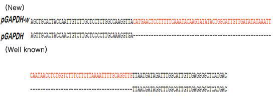 DNA sequence alignment of pGAPDH-w gene with known pGAPDH genes across species. (Novel sequence are in red)