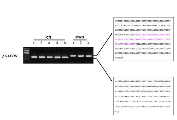RT-PCR analysis of differential expression of pGAPDH-w genes.