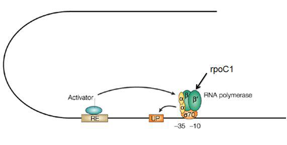 Schematic diagram of rpoC1 subunit in RNA polymerase.