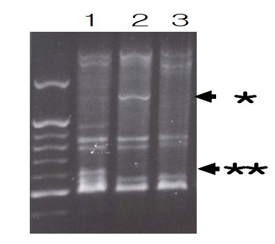 PCR-RAPD를 이용한 유전자 분석-1. 중국산 산양삼, 2. 한국산 인삼, 3. 한국산 산양삼