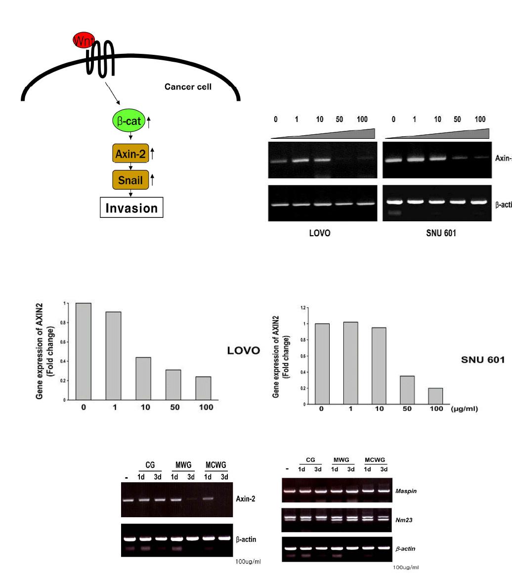 산양산삼의 항암효능 규명결과: 암의 전이에 관여하는 AXIN2 유전자의 활성을 산양산삼이 농도 의존적으로 억제하는 것을 알 수 있었다.