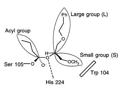 Model of the active site cleft of CALB