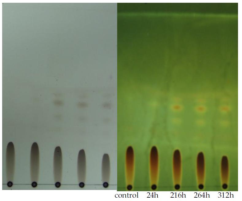 TLC analysis of esterification reaction ofcompound K (0.2%,w/v) with oleicacid (1.5%,v/v)in 2-methyl-2-butanolfor13days(with a developing solvent of hexane:EA (20:1)).