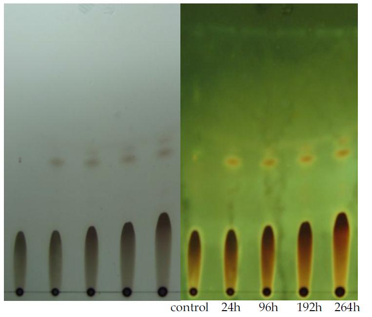 TLC analysis of esterification reaction of compound K (0.2%,w/v) with oleicacid (3.0%,v/v)in 2-methyl-2-butanolfor11days(with a developing solvent of hexane:EA (20:1)).