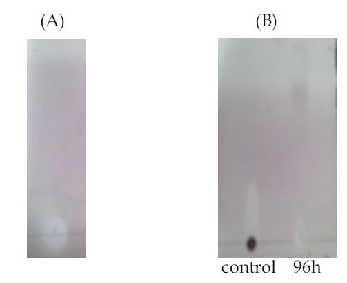 TLC analysis of esterification reaction of compound K (0.2%,w/v) with octanoic acid (6.4%,v/v)in isooctane:DMSO (31.25:1)(with a developing solvent of hexane:EA (30:1)); (A)DMSO, (B)Reaction mixture.