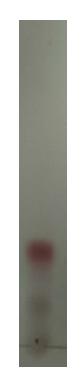 TLC analysisofcompoundK recoveredbyPrepTLC after enzymatic esterification with lipase (with a developing solvent of CHCl3:CH3OH:H2O (13:2:0.3)