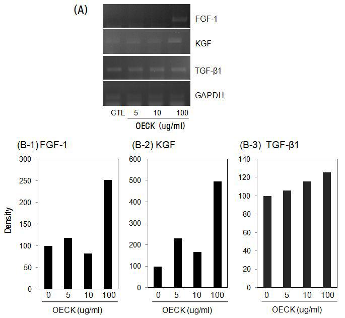 Effect of Octanoyl Esterified Compound K (OECK) on the mRNA level of growth factors in dermal fibroblasts by semi-quantitative RT-PCR analysis.