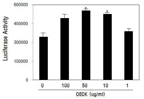 Effects of Octanoyl Esterified Compound K (OECK) on the transcriptional activity of β-catenin in the dermal papilla cells