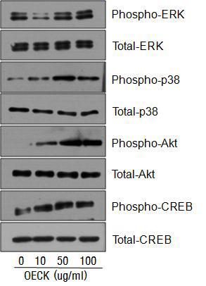 Effects of Octanoyl Esterified Compound K (OECK) on the phosphorylation of p42/44 ERK,p38 MAPK,CREB and AKT.
