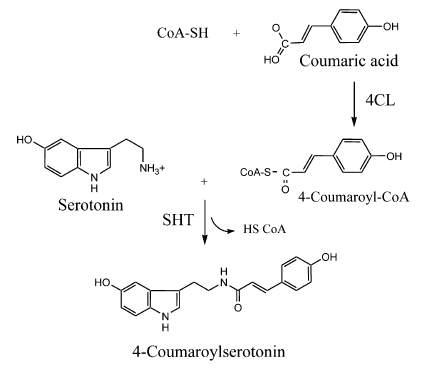 Schematic diagram of the enzymatic reaction catalyzed by 4-coumarate:coenzyme A ligase (4CL) and serotonin N-hydroxycinnamoyltransferase (SHT).