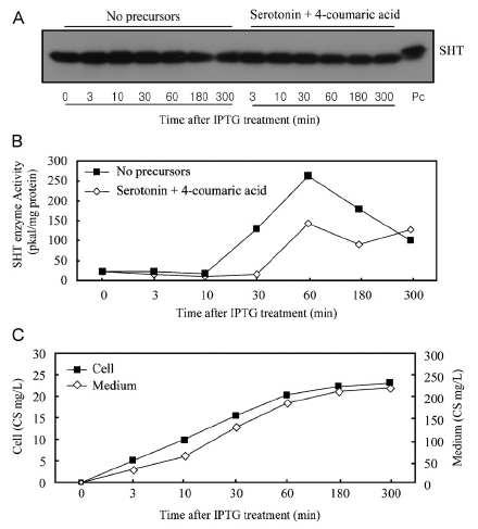 Time course of the immunoblot (A), SHT enzyme activity (B), and CS product levels (C).