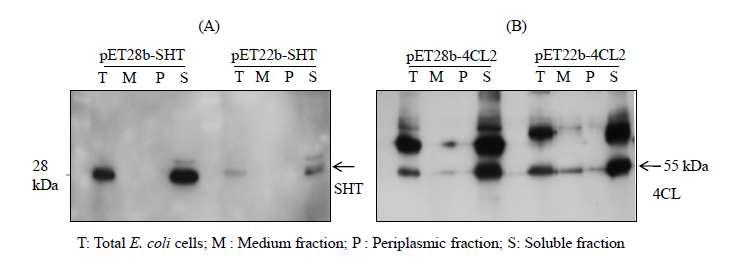 Western blot analysis for targeting transgene into periplasm.