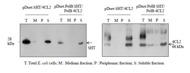 Comparisons of SHT and 4CL2 proteins in E. coli harboring pDuet:PelB-SHT/PelB-4CL2 and pDuet-SHT/4CL2, respectively.