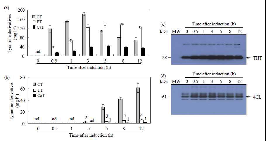 Time-course analysis of the simultaneous production of tyramine derivatives in the media fraction (a) and cells (b) as well as immunoblot analysis of recombinant THT (c) and 4CL (d) proteins during the time courses.