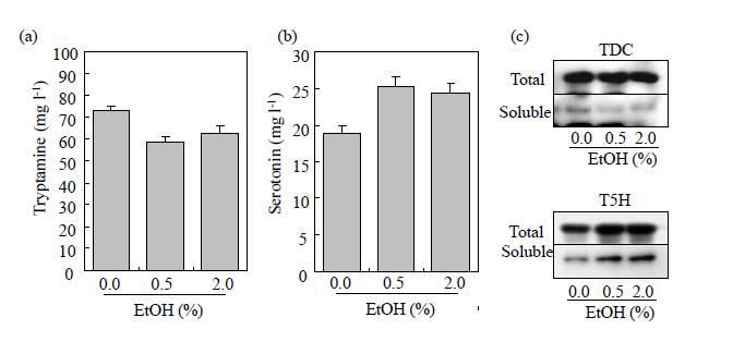 Effects of ethanol pCOLA-GSTΔ37T5H+TDC on the production of tryptamine(a) and (b) serotonin in E.coli. Soluble protein extracts(20mg) were subjected to SDS-PAGE followed by immunoblot analysis (c). GST and rice TDC polyclonal antibodies were used for GST-ΔT5H and TDC protein detection.