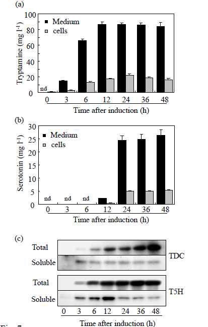 Time-course analysis of pCOLA-GSTΔ37T5H+TDC for tryptamine(a) and serotonin(b) production in media fractions and cells as well as an immunoblot analysis(c).