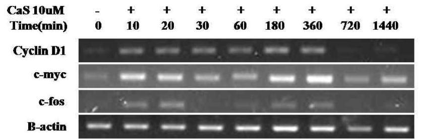 RT-PCR을 통한 CaS 의 세포 생장 촉진 활성 분석