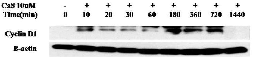 western blot 방법을 통한 CaS 의 세포 생장 촉진 활성 분석