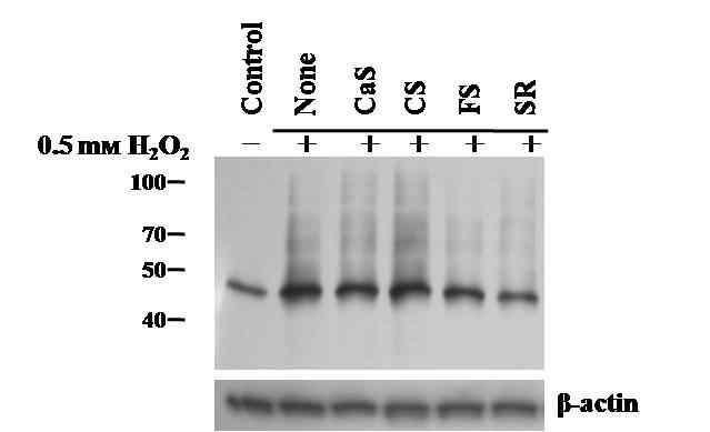 산화적 스트레스에 의한 단백질의 carbonylation 분석 및 세로토닌유도체의 활성 분석