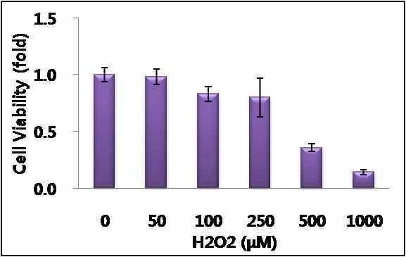 과산화수소에 의한 피부세포 독성
