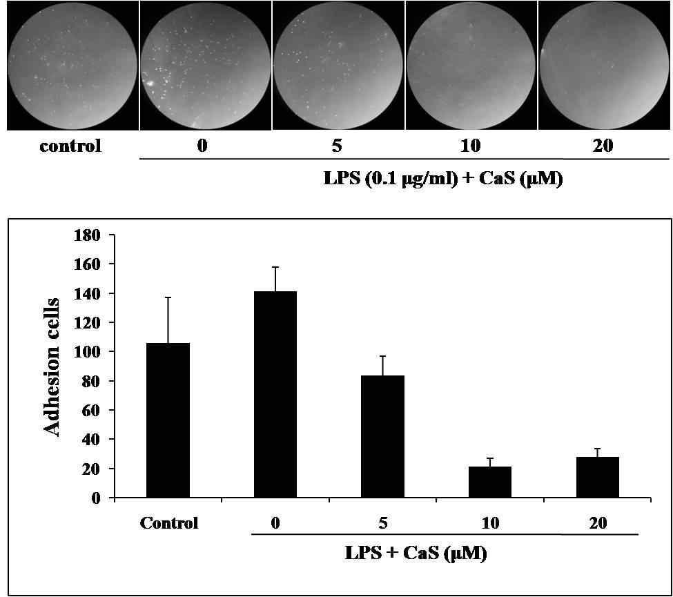 CaS 의 THP-1 세포 adhesion 억제 효능 분석