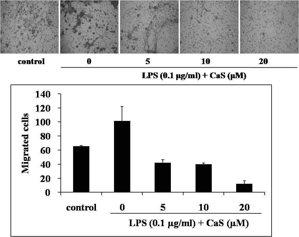 CaS 의 THP-1 세포 migration억제 효능 분석