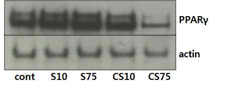 세로토닌과 쿠마로일세로토닌 전 구체가 PPARγ 발현에 미치는 영향 비교