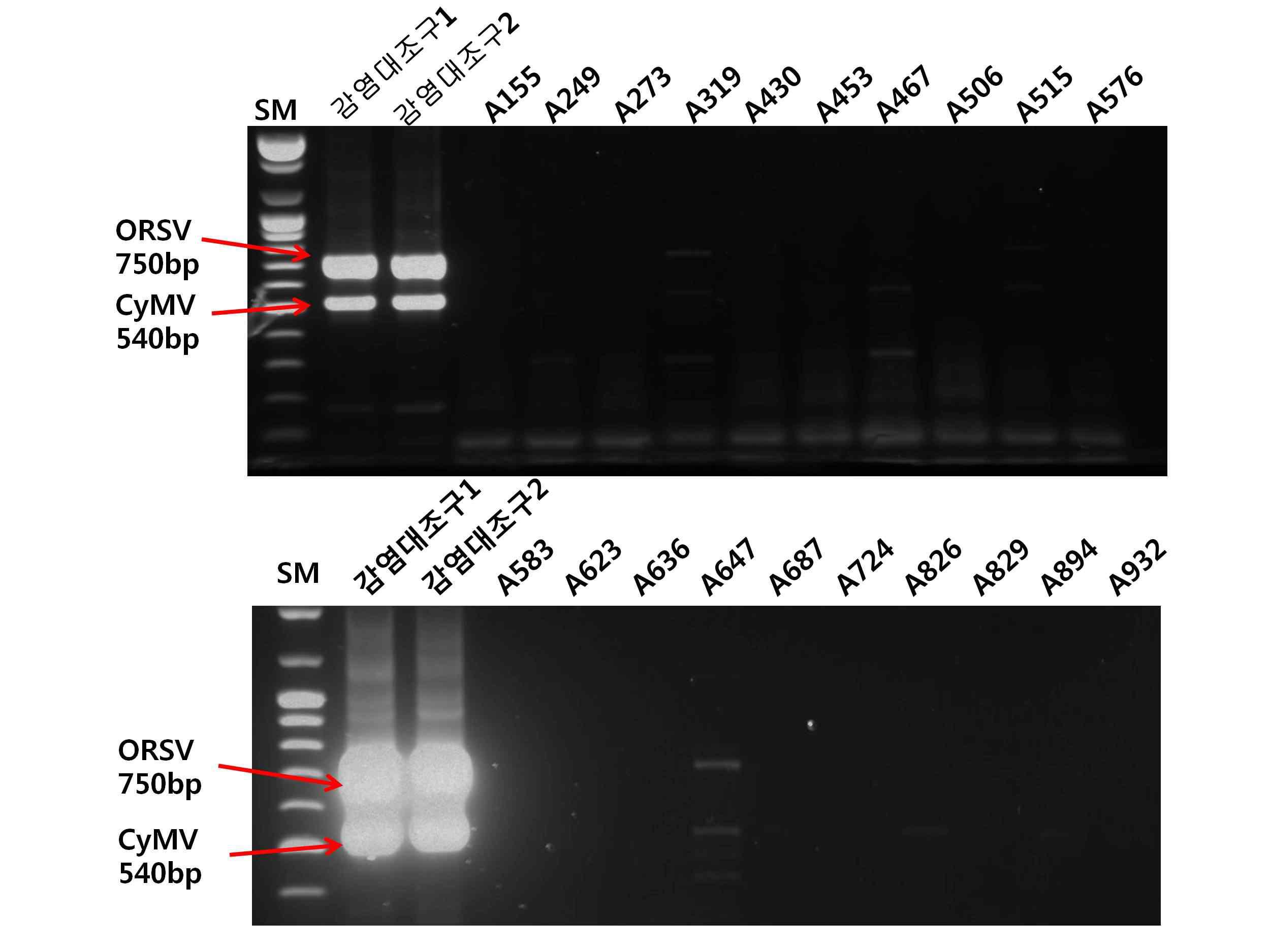 STD-RT-PCR 방법에 의한 1, 2차년도 수출용 호접란 CyMV, ORSV 바이러스 검정