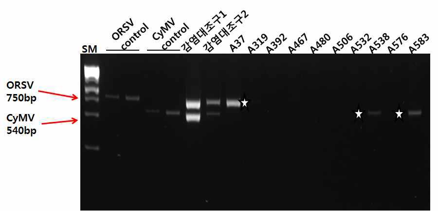 STD-RT-PCR 방법에 의한 3차년도 수출용 호접란 CyMV, ORSV 바이러스 검정