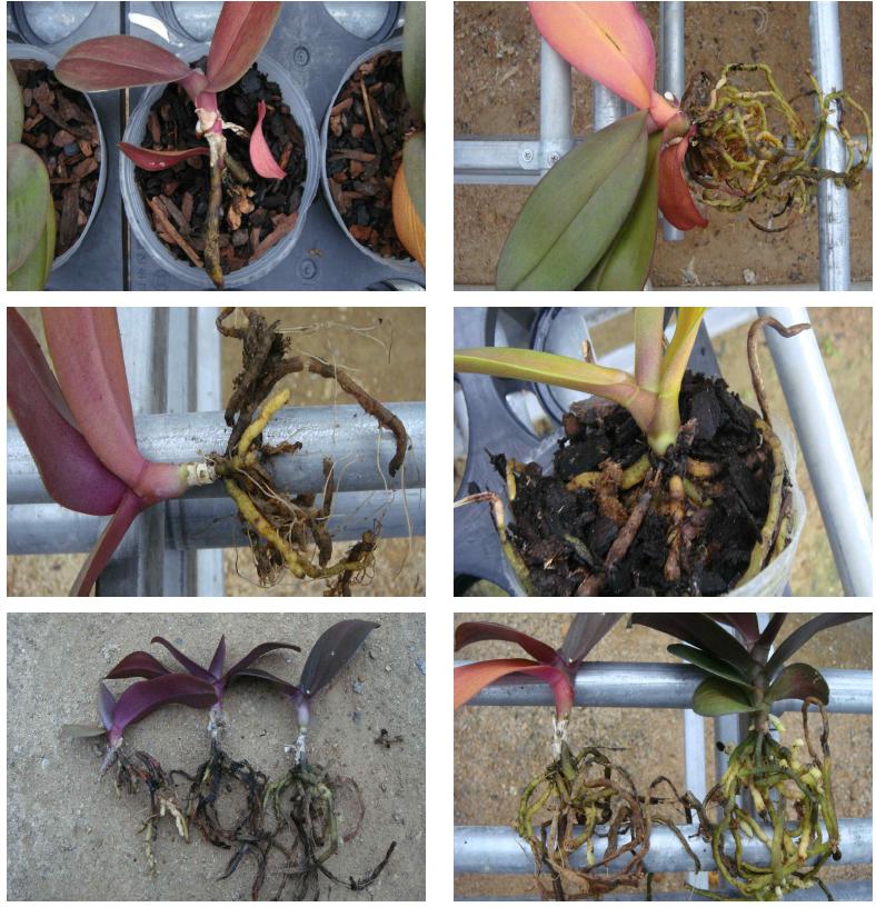 호접란의 Fusarium 감염으로 뿌리발달 저해 및 뿌리썩음 증상