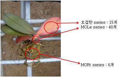 시들음병 증상을 보이는 호접란으로 부터의 병원균 분리