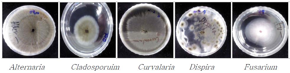 온실 실내 대기에서 검출된 대표적 진균