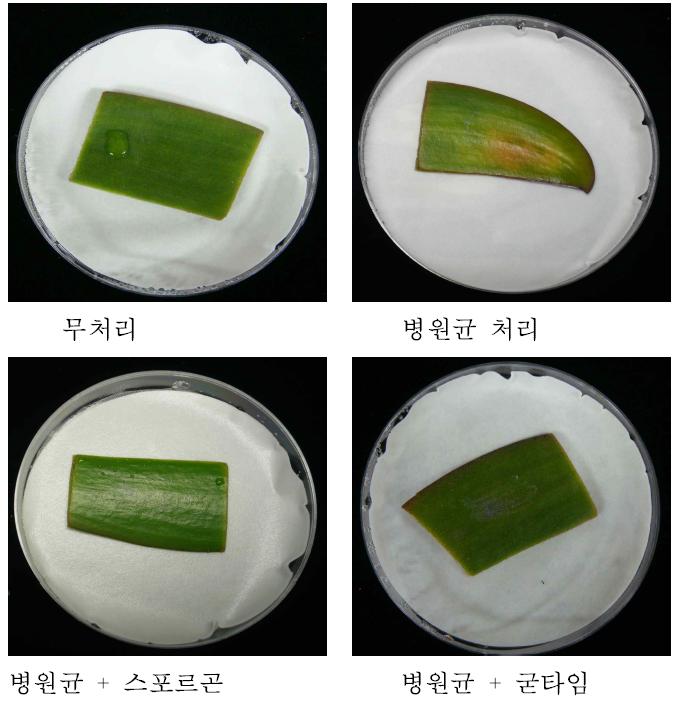 살균제 처리에 의한 Fusarium 하엽시들음병 억제 효과 시험