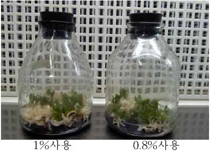 터진 꼬투리의 구제 시 락스 농도 조절에 의한 프로토콤의 생육