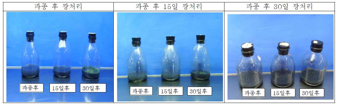 파종 후 광 처리가 발아기간에 미치는 영향