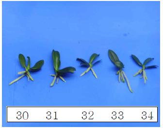 2차배지 실험 조성에 따른 생육효과