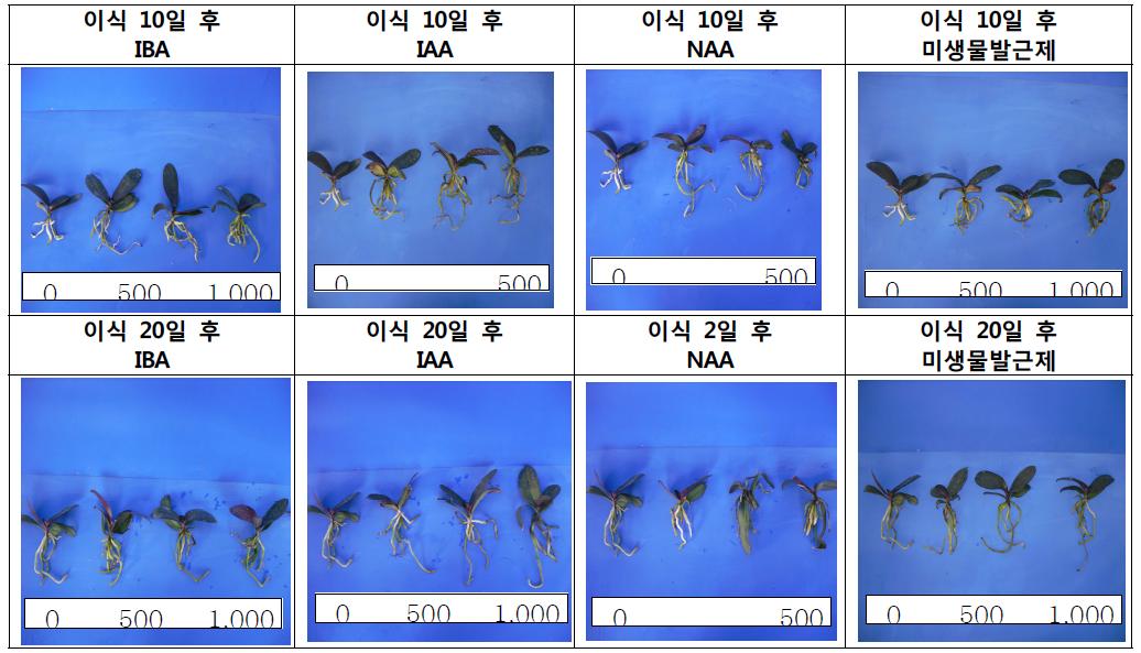 유묘 이식 후 발근제 처리효과