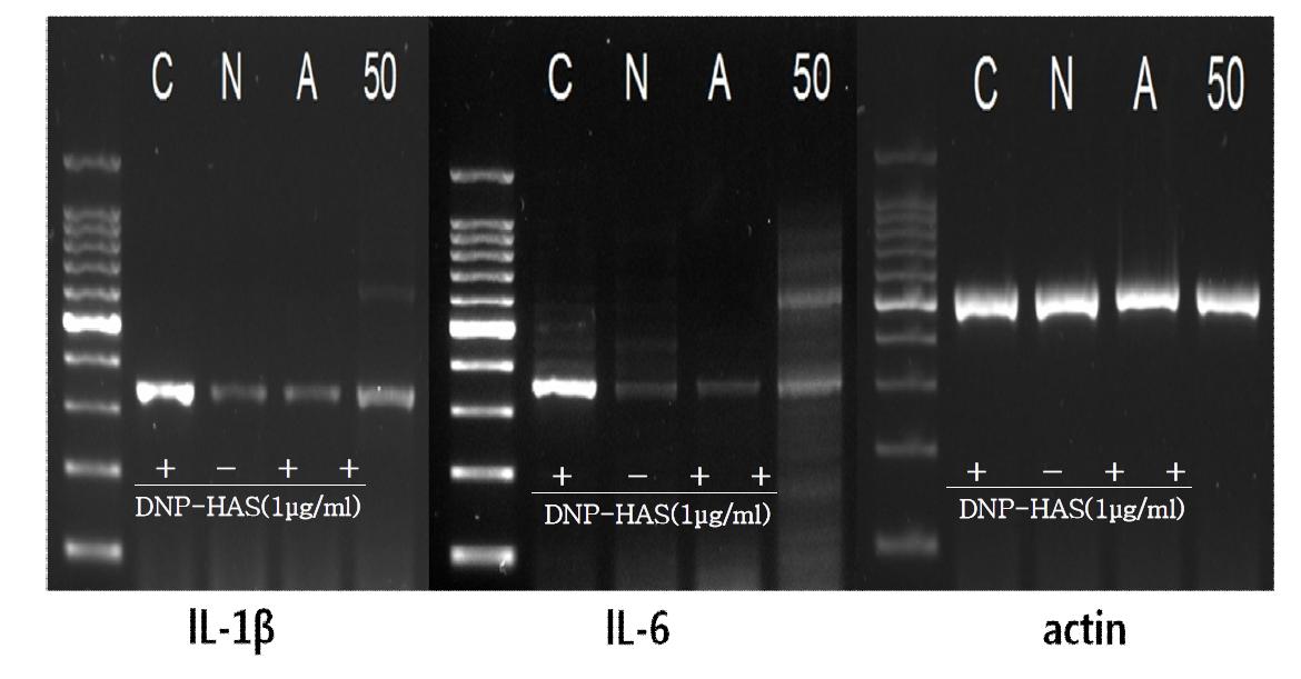 흑진주벼의 RBL-2H cell RT-PCR 결과 *C:control, N:추청벼 50ppm, A:Azelastin 50μM, 50:흑진주벼 50ppm