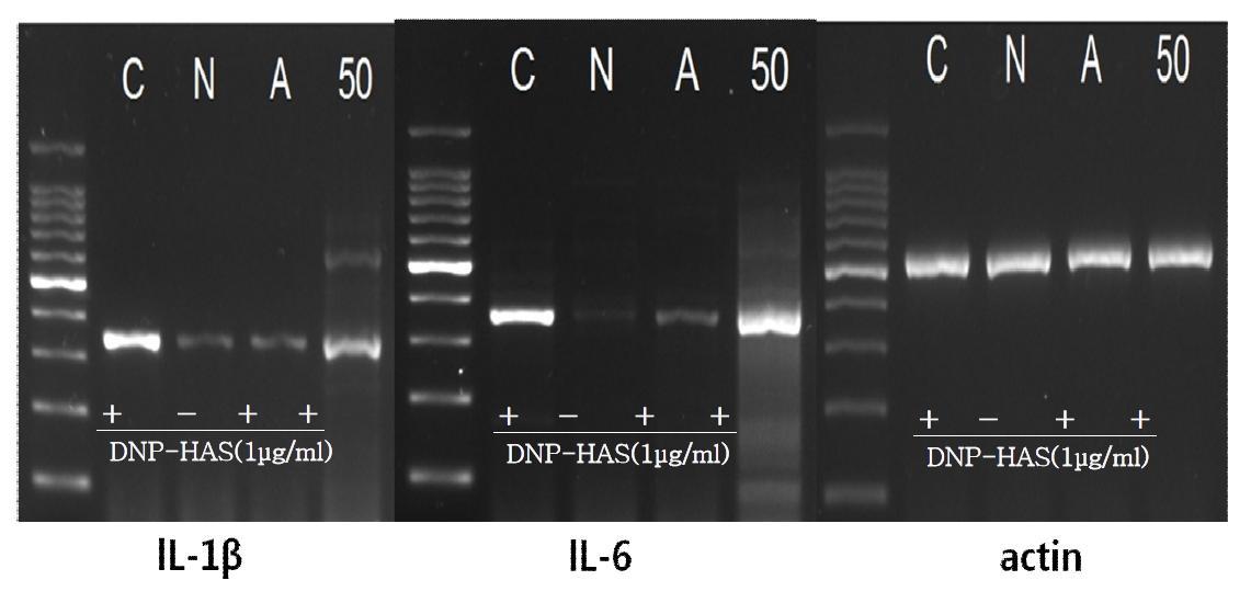 수원 425호의 RBL-2H cellRT-PCR 결과 *C:control,N:추청벼 50ppm,A:Azelastin50μM,50:수원425호 50ppm