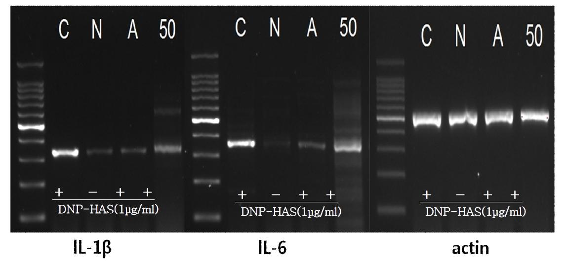 큰눈자미벼의 RBL-2H cell RT-PCR결과 *C:control,N:추청벼 50ppm, A:Azelastin 50μM, 50:큰눈자미벼 50ppm