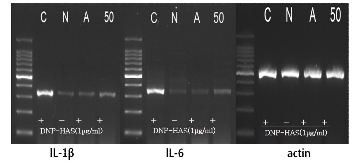슈퍼자미벼의 RBL-2H cell RT-PCR결과 *C:control, N:추청벼 50ppm,A:Azelastin 50μM, 50:슈퍼자미벼 50ppm