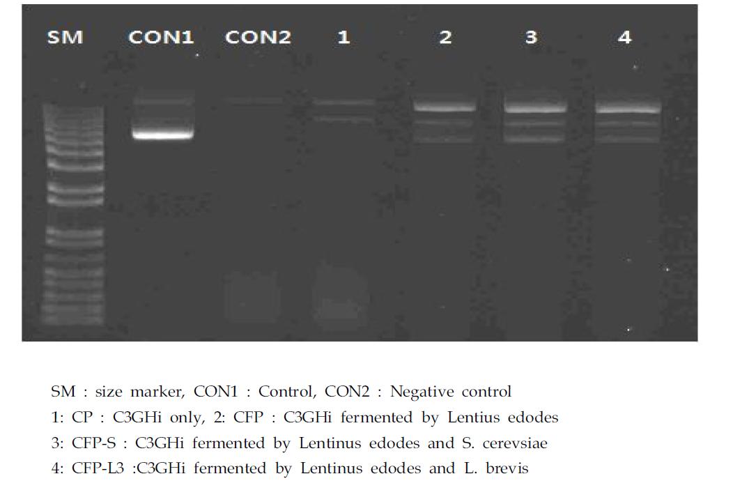 C3GHi미강 발효물의 DNA 산화손상 억제능