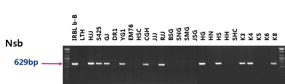 안토시아닌 고함유 계통 및 유색미 유전자원의 Pib 유전자 탐색 결과