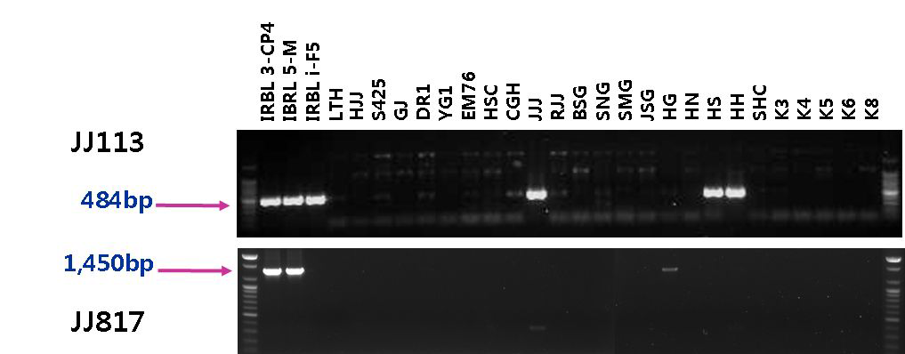 안토시아닌 고함유 계통 및 유색미 유전자원의 Pii,Pi5유전자 탐색 결과