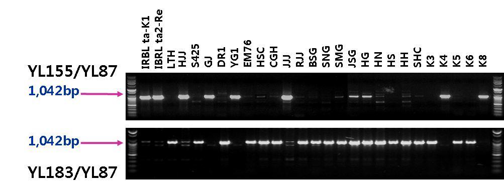 안토시아닌 고함유 계통 및 유색미 유전자원의 Pita,Pita2 유전자 탐색 결과