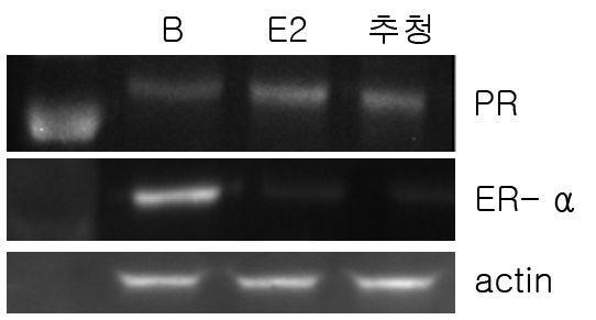 추청벼의 MCF-7cells에서 PR과 ER-α 단백질 발현에 대한 영향. *B:control,E2:17ß-estradiol10pμ,추청:추청벼 50ppm