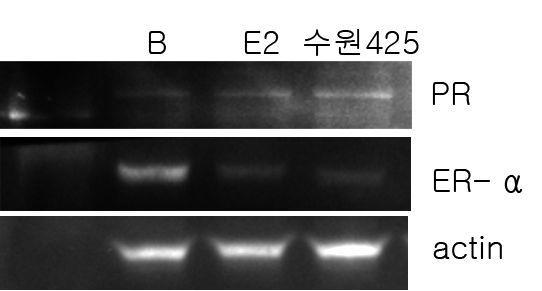수원 425호의 MCF-7cells에서 PR과 ER-α 단백질 발현에 대한 영향. *B:control,E2:17ß-estradiol10pμ,수원425:수원425호 50ppm