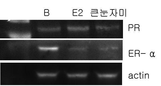 큰눈자미벼의 MCF-7cells에서 PR과 ER-α 단백질 발현에 대한 영향. *B:control,E2:17ß-estradiol10pμ,큰눈자미:큰눈자미벼 50ppm